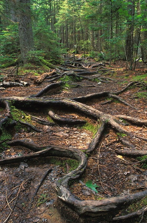 Trail Acadia National Park