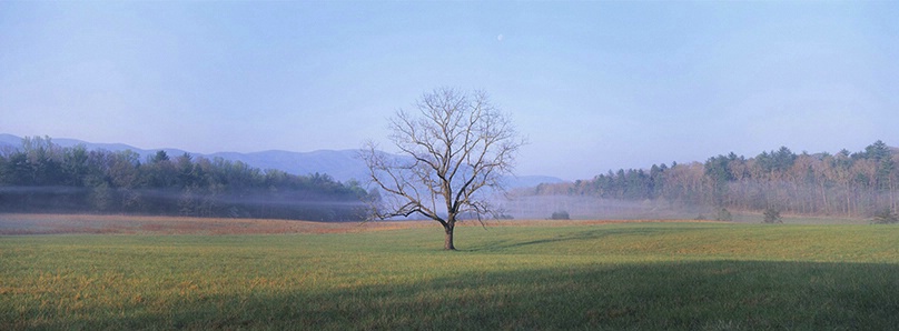 Single Tree Cades Cove