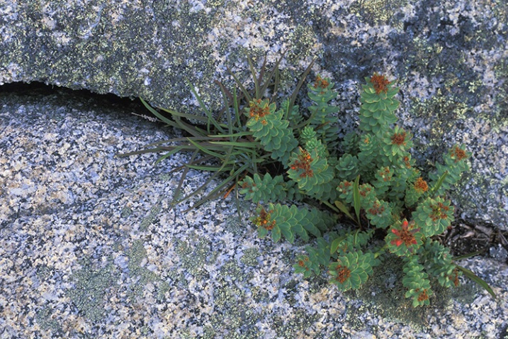 Plant in Rock