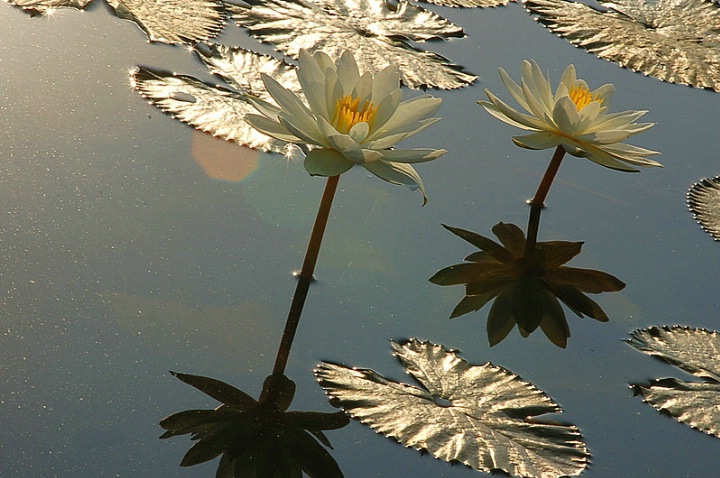 Lotus in morning light
