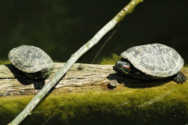 The turtle way of enjoying the sun...