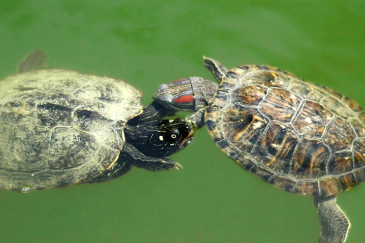 Turtle pair dance... 