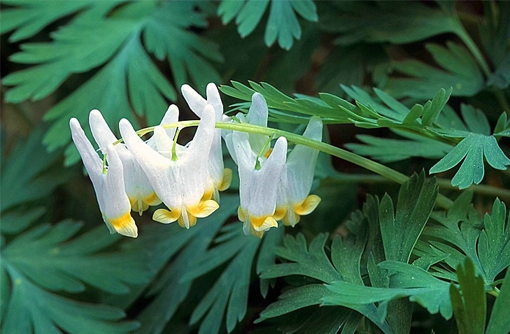 Dutchman's Breeches