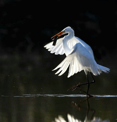 White Egret with Meal, Mzarek Pond