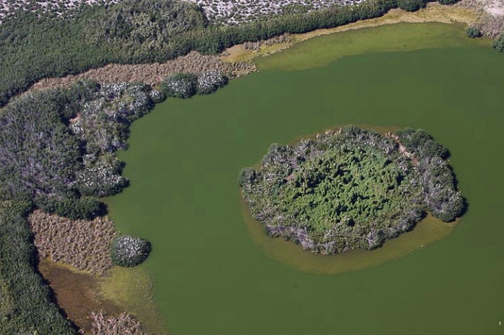 Paurotis Pond