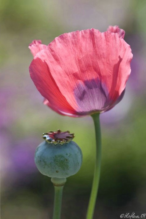 Poppy and Bud