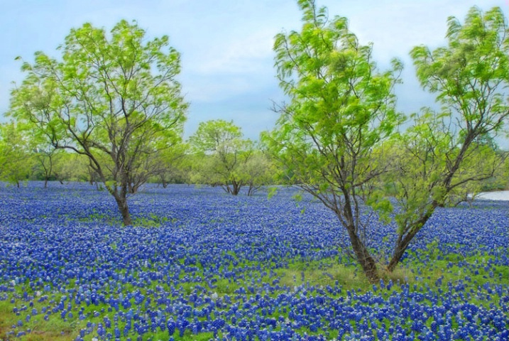 Bluebonnets and Trees          