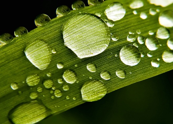 April Showers on Green