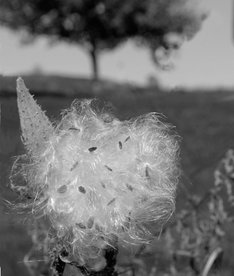 Milkweed