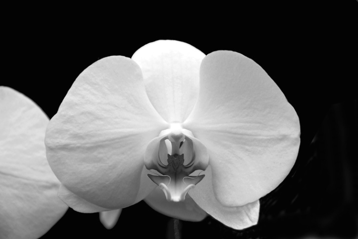 Orchid