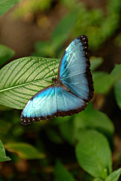 W6 Blue Morpho Butterfly