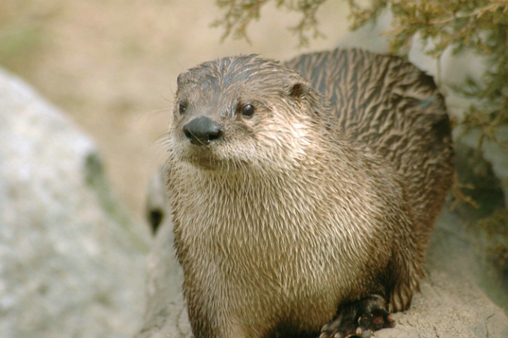 W7 Otter