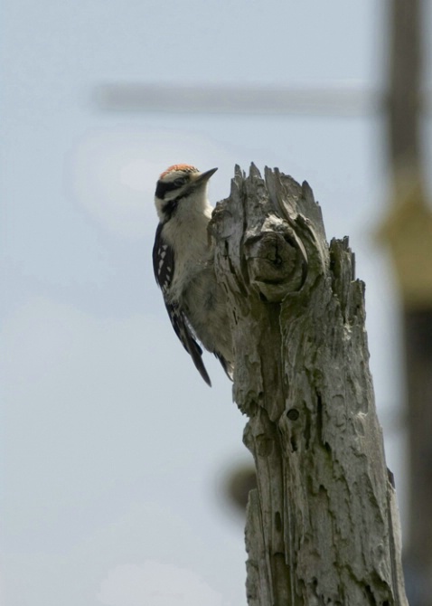 W8 Downey Woodpecker