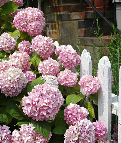 Hydrangea w/fence,Provincetown,Cape Cod,MA