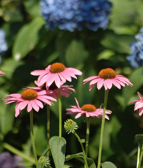 Cone Flowers,Cape Cod,MA