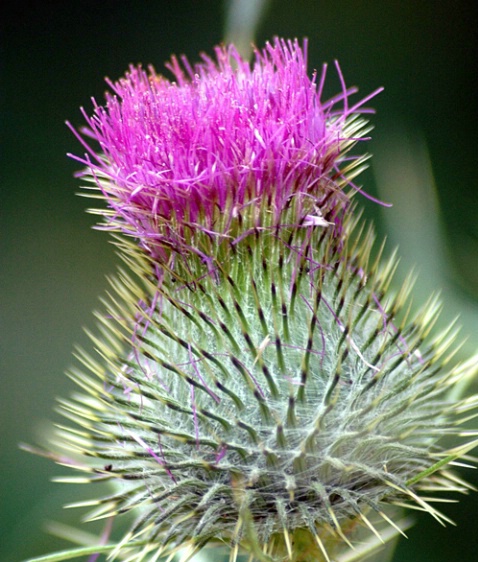 Close-Up Thistle,Cape Cod,MA