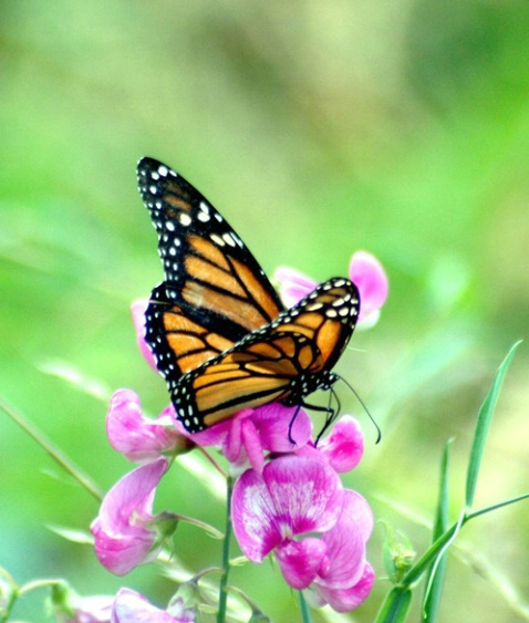 Monarch Butterfly,Cape Cod,MA