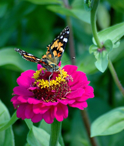 Butterfly & Flower,Cape Cod,MA
