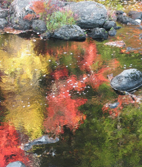 Foliage Reflection,NH