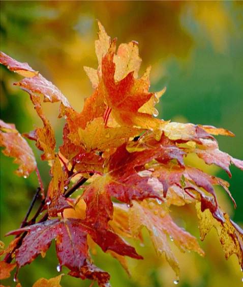 Fall Foliage wrain,NH