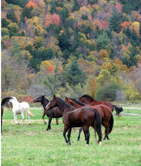 Horses w/foliage,VT