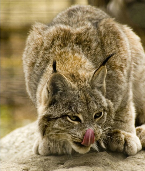  Lynx