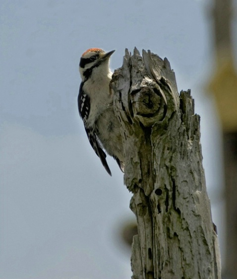 Downey Woodpecker