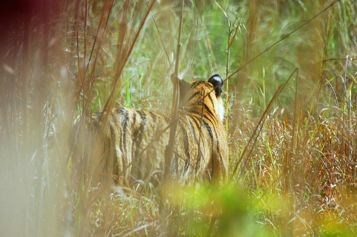 Tiger sighting