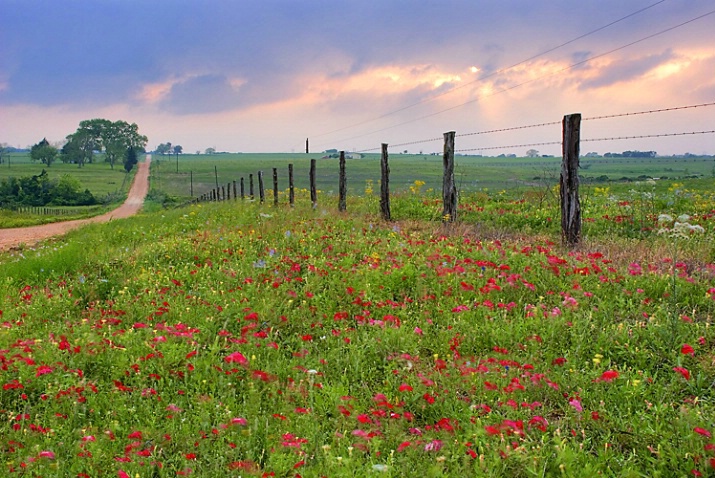 Wildflowers at Sunset
