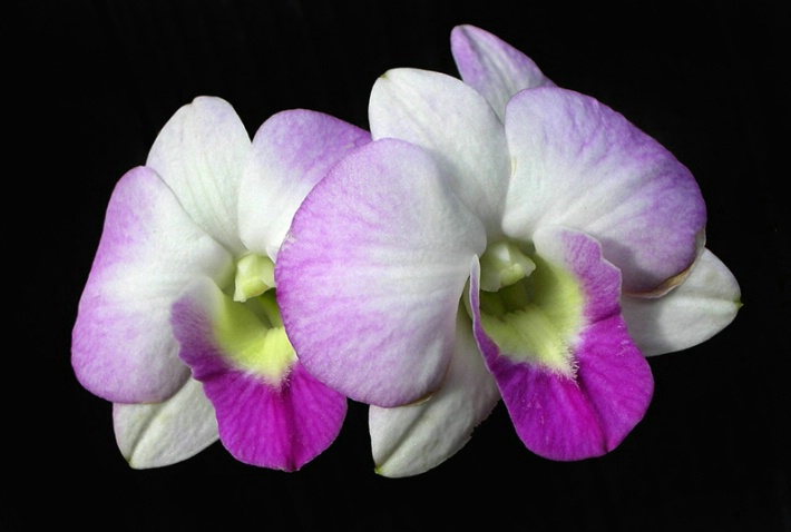 The Orchid Twins 