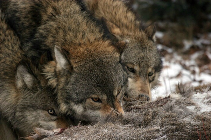 Sharing Lunch