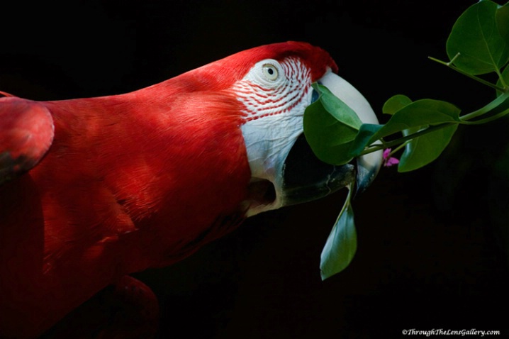05/04/07 Scarlet Macaw