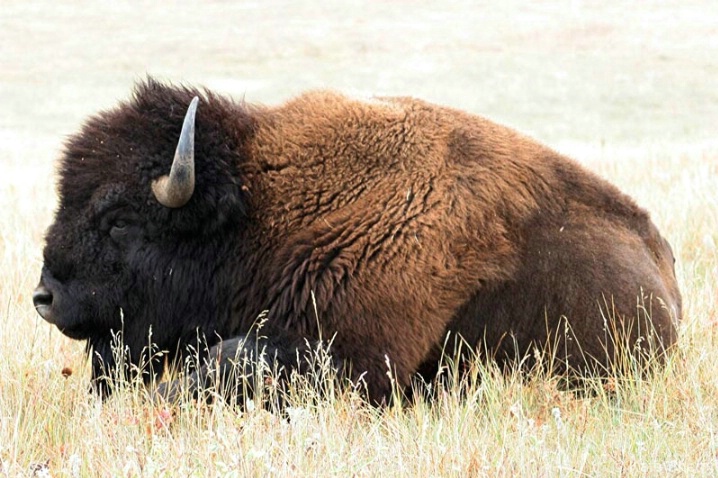 Bison resting in the afternoon sun