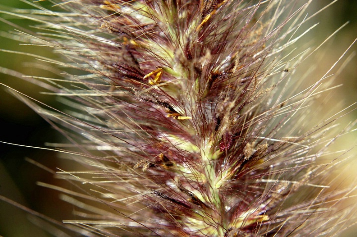 Grass details