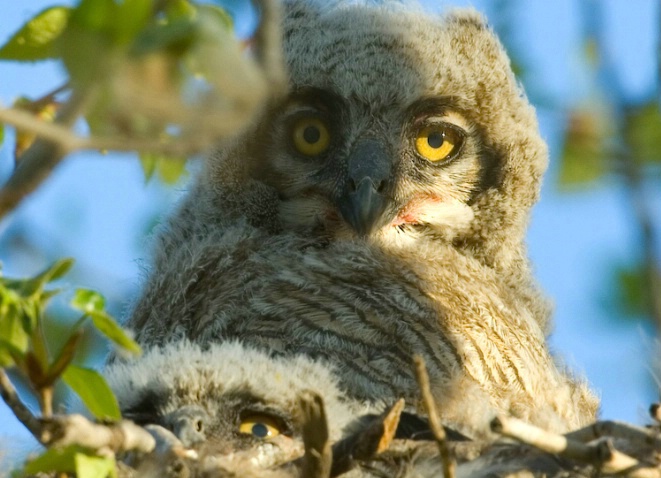 Baby owls