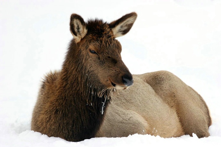 cold_elk