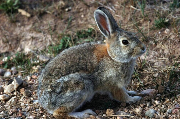 prairie rabbit