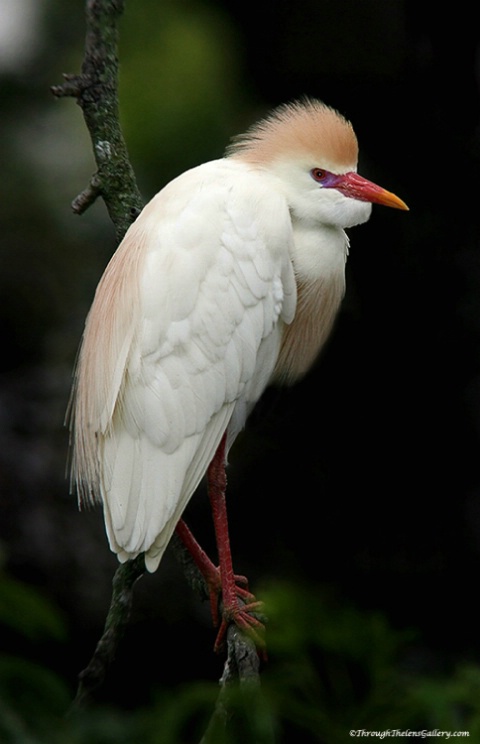 9999_66_cattle_egret_breeding_