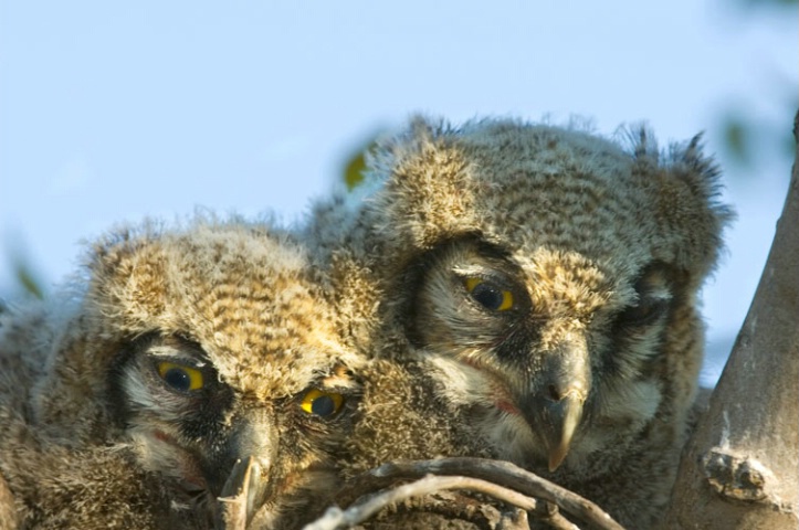 Baby Owls 02
