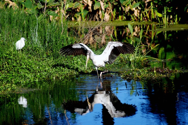 Wood Stork and admirer