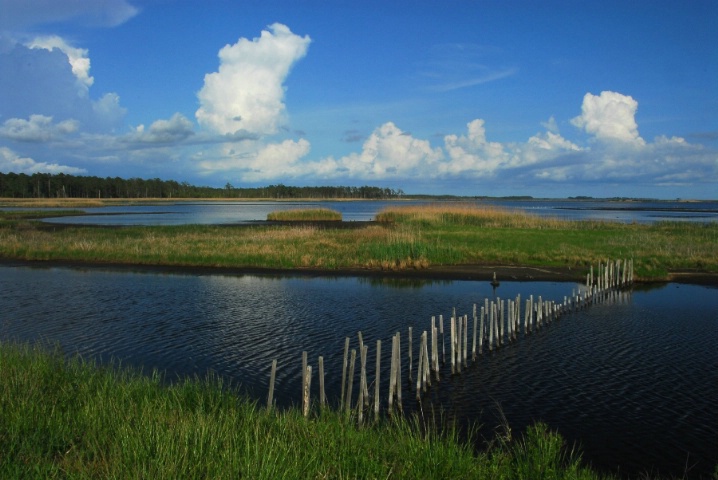 Blackwater Snake Bog