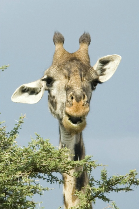 The laughing giraffe