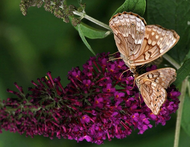 Butterfly Kisses