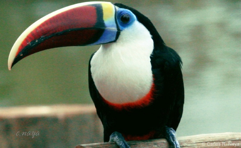 Toucan