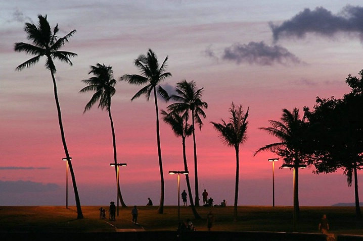 Palm Trees in Hawaii