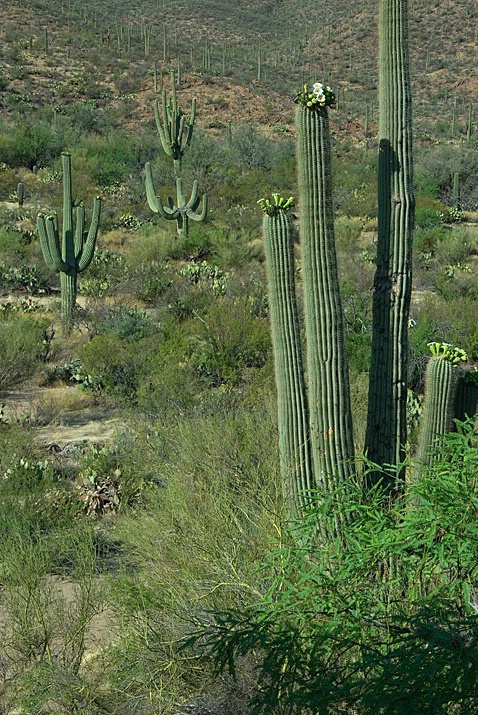 Saguaro National Park