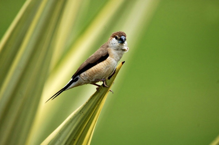 Indian Siverbill