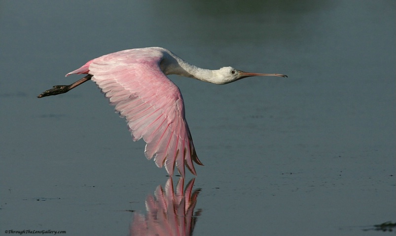 "Reflection in Pink..."