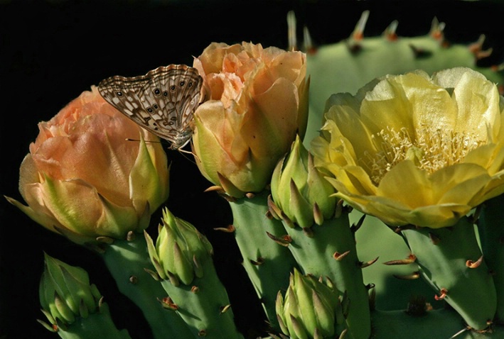 Cactus Trio