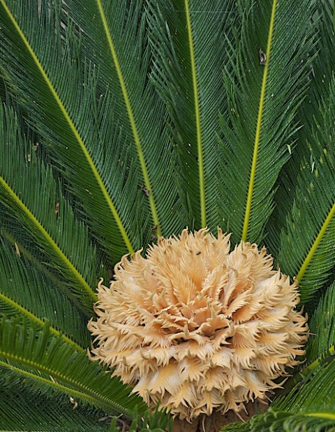 Flowering Sago Palm